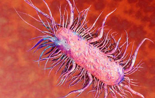 Vi khuẩn Whitmore thường sống trong bùn đất và nước.