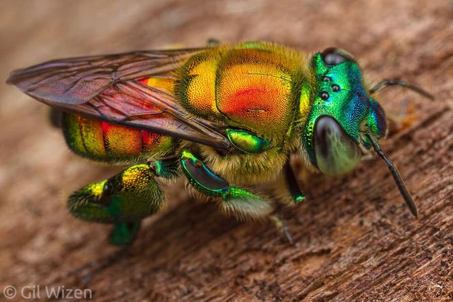 Ong Phong Lan (Euglossines) là loài ong rực rỡ nhất trong thế giới ong