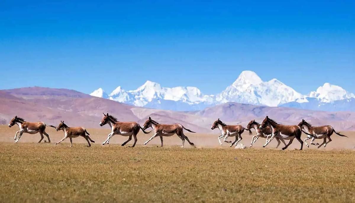 Lừa hoang dã Tây Tạng - loài động vật thích hơn thua và dễ nổi nóng nhất trong giới tự nhiên - Ảnh 5.