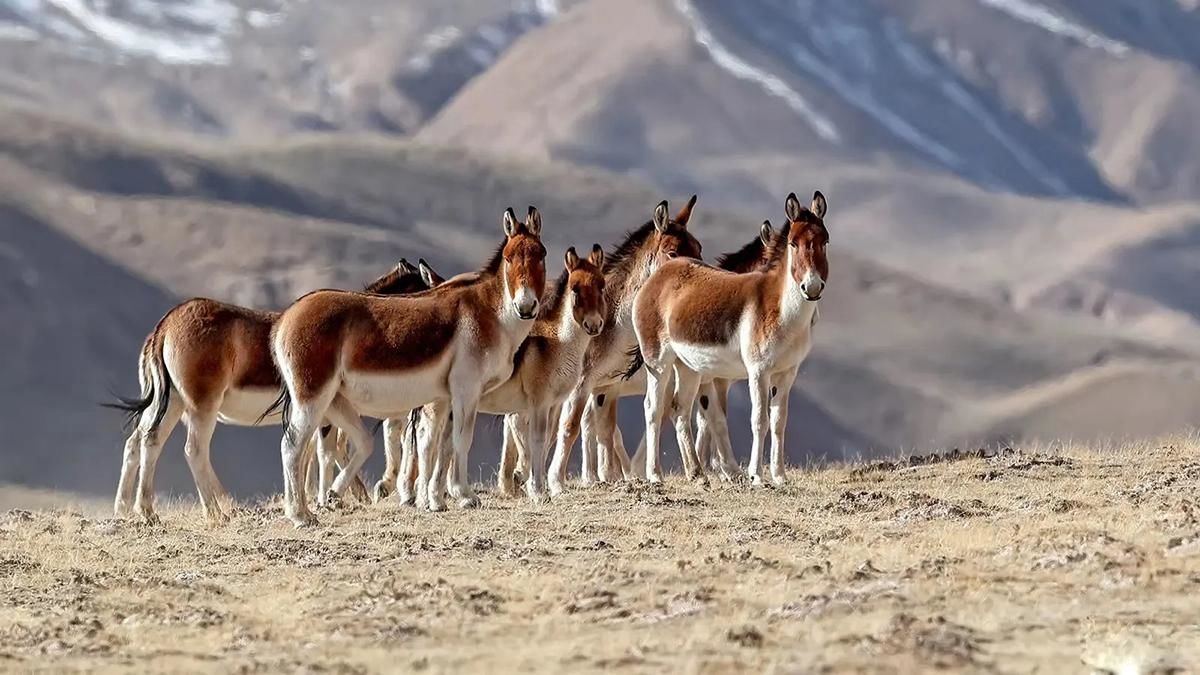Lừa hoang dã Tây Tạng - loài động vật thích hơn thua và dễ nổi nóng nhất trong giới tự nhiên - Ảnh 6.