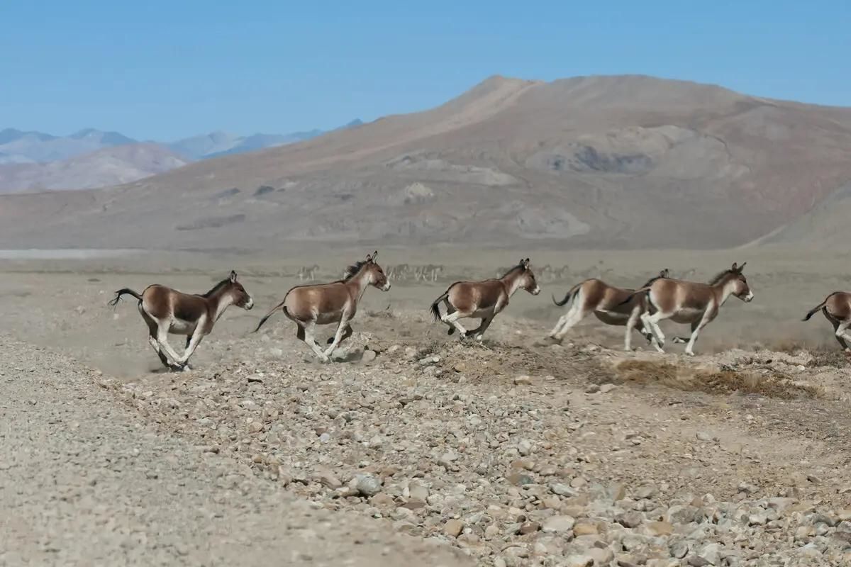 Lừa hoang dã Tây Tạng - loài động vật thích hơn thua và dễ nổi nóng nhất trong giới tự nhiên - Ảnh 8.