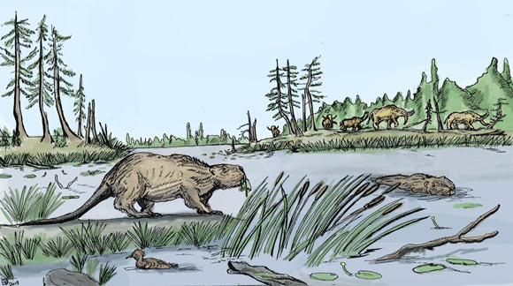 Hải ly bán thủy sinh đã sống ở Montana 30 triệu năm trước - Ảnh 1.