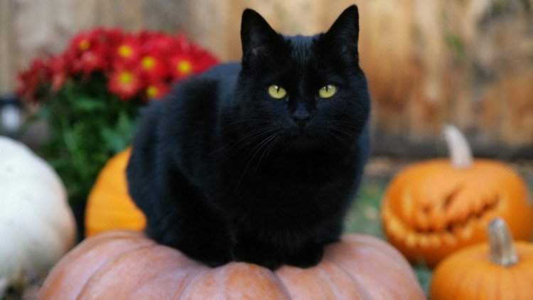Mèo đen được cho là loài vật không may mắn