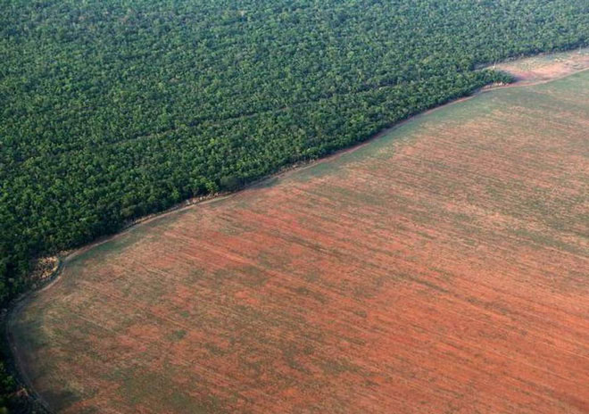 Có ít nhất 7.900km2 rừng Amazon biến mất trong vòng 1 năm, kể từ 8/2017 - 7/2018.