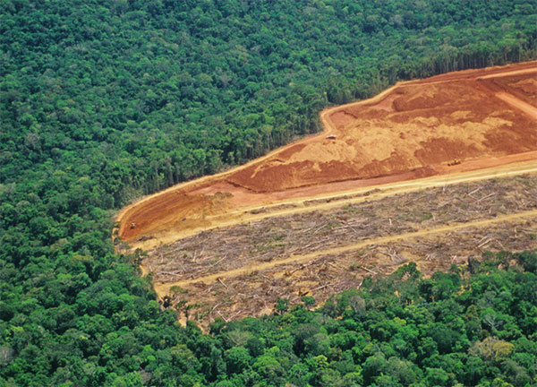 Việc chặt phá rừng có thể còn liên quan đến nạn buôn lậu vũ khí.