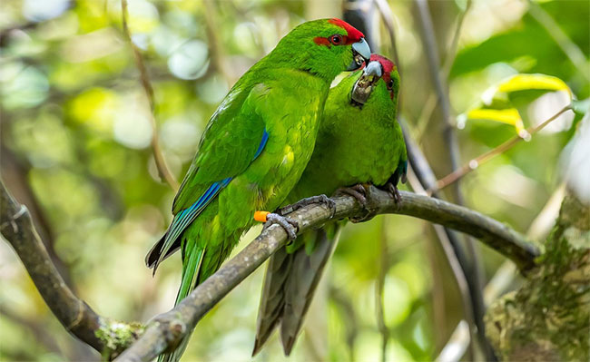 Hai loài vẹt đặc hữu New Zealand là kakariki và kaka cũng được cứu thoát khỏi bờ vực tuyệt chủng