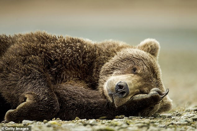 Những loài sinh vật to lớn như gấu biết cách ngủ đông.