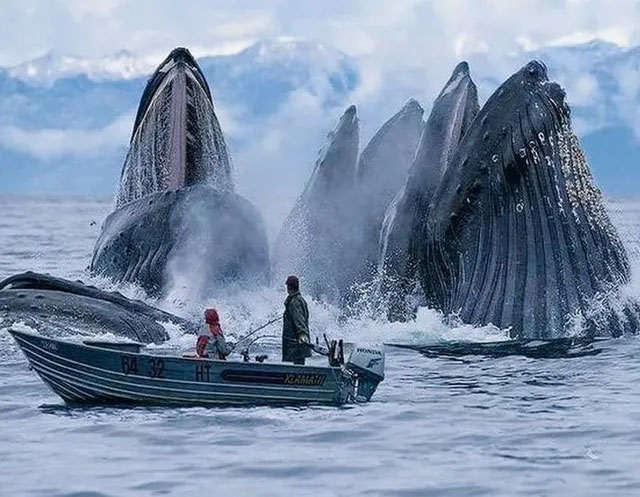 Đàn cá voi nhô lên mặt nước đớp mồi ngay sát một con thuyền được chụp ở Na uy.