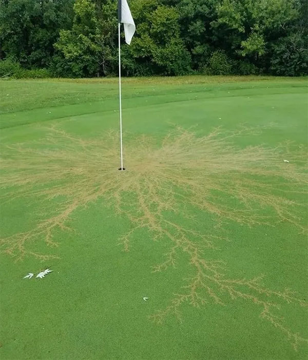 Vết rạn trên thảm cỏ sân golf được tạo ra sau khi một tia sét đánh trúng.