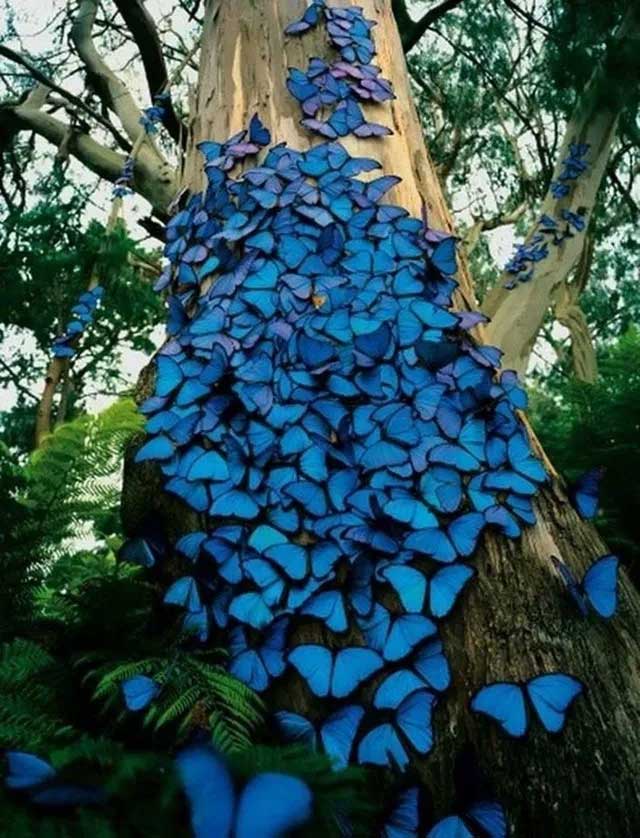 Đàn bướm Morpho xanh được chụp tại rừng mưa Amazon.