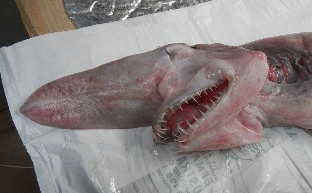 Phần đầu của cá mập yêu tinh.