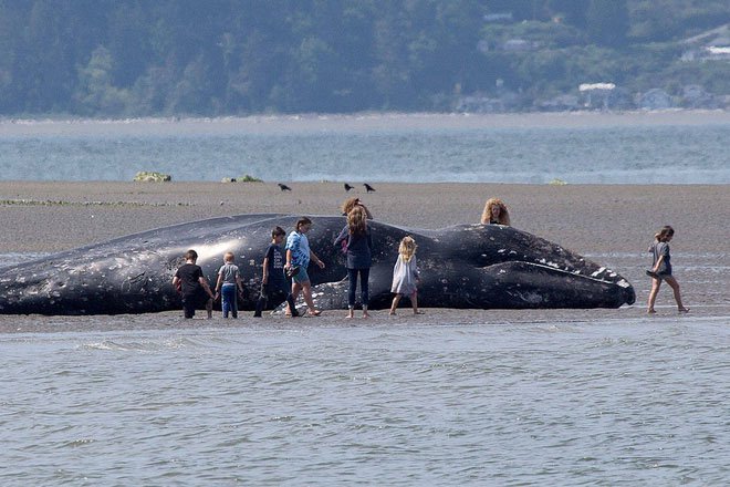 Người dân hiếu kỳ đứng xem xác cá voi xám dạt vào bờ.