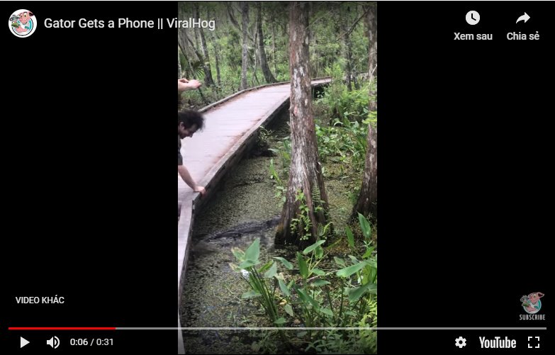 Clip hài: Đánh rơi điện thoại xuống đầm cá sấu và cái kết