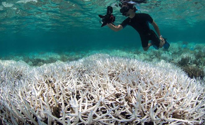 San hô chết trên diện rộng tại rặng san hô Great Barrier.