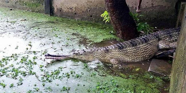 Cá sấu sông Hằng sống tại sở thú Rajshahi.