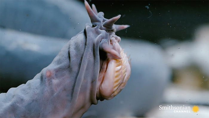 Cá mút đá là một trong những loài động vật xấu nhất thế giới