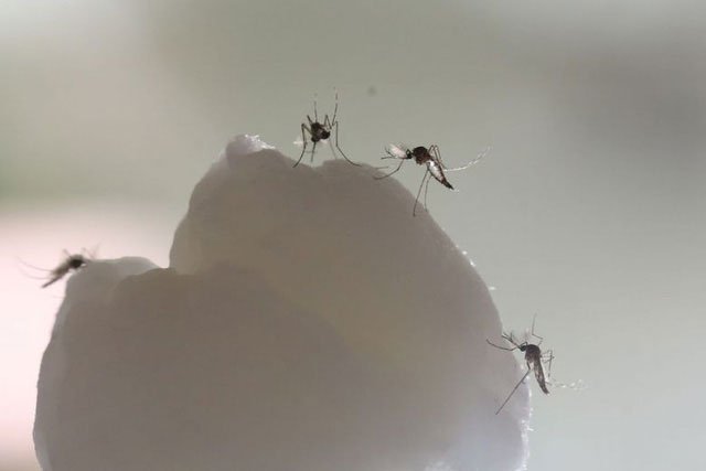 Muỗi vằn chuyên gây bệnh chết người như sốt xuất huyết, zika và sốt vàng