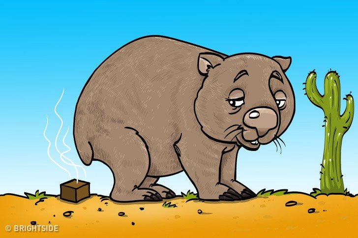 Gấu túi Wombat.
