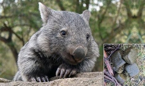 Chất thải có hình khối lập phương là bởi quá trình tiêu hóa của wombat rất chậm.