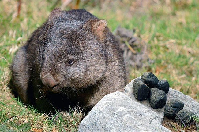 Mùi chất thải của wombat cũng 