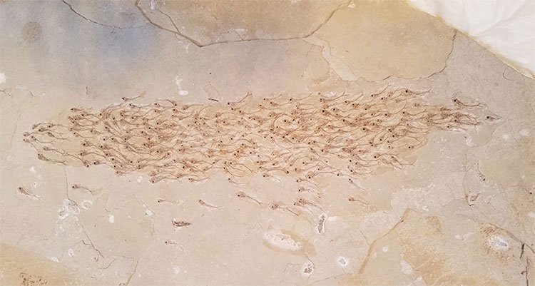 Mẫu vật hóa thạch của đàn cá cổ đại ở thế Thủy Tân.