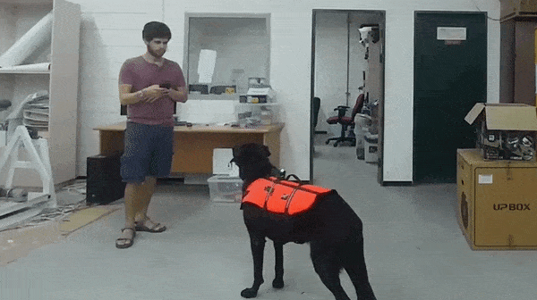 Nhà khoa học đang thử nghiệm áo điều khiển cho chó từ xa.
