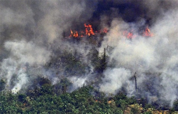 Cháy rừng Amazon khủng khiếp là vậy nhưng nguồn oxy của Trái Đất sẽ không bị mất đi