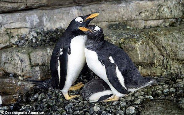 Cặp chim cánh cụt đồng tính quấn quýt bên nhau, ấp đứa con bé bỏng trong lòng