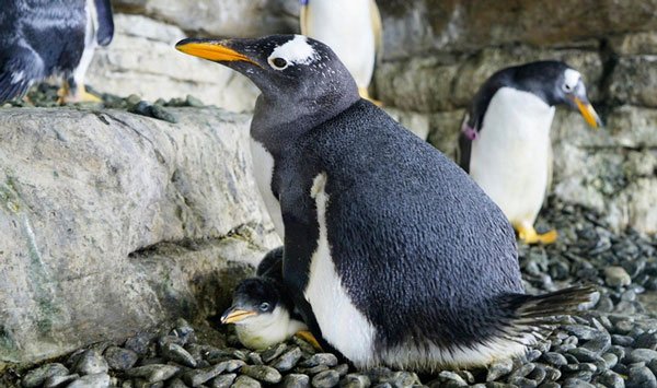Electra và Viola có các hành vi điển hình của chim cánh cụt trước khi sinh sản, chẳng hạn như xây tổ