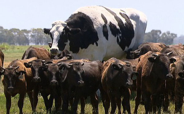 Bò Knickers cao 1,93m, nặng 1,4 tấn.