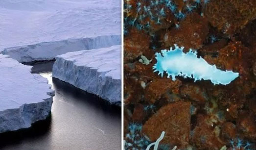 Sinh vật kỳ quái được tìm thấy bên dưới lớp băng.