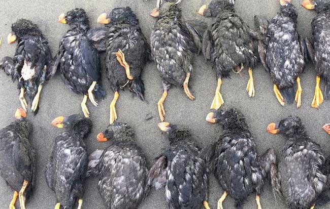 Số lượng xác chim puffin dạt bờ lên đến hàng trăm con.