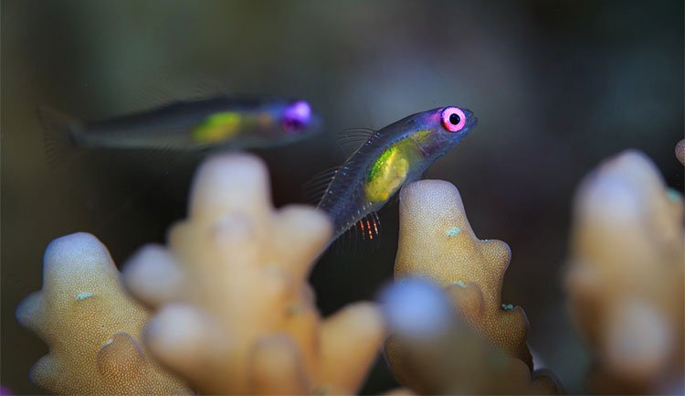 Cá bống mắt đỏ - một trong những loài cá cryptobenthic