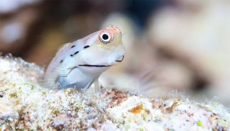 Cá cryptobenthic cung cấp khoảng 60% lượng thức ăn nguồn gốc từ cá cho san hô