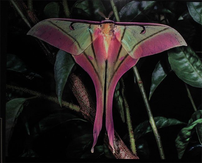 Con bướm duyên dáng ở Khu bảo tồn thiên nhiên Kon Chư Răng, tỉnh Gia Lai