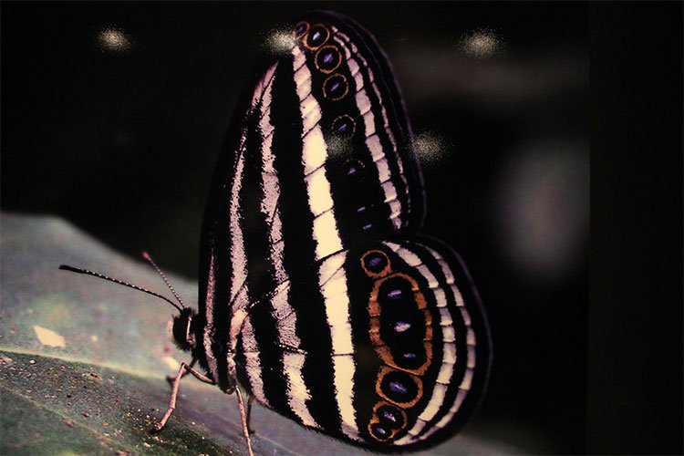 Mỗi loài bườm có màu sắc và hoa văn trên cánh riêng biệt