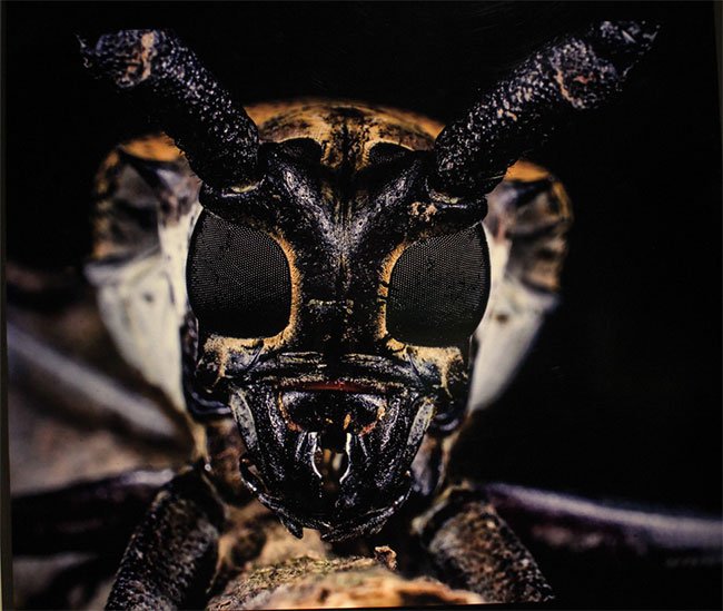 Con bọ cánh cứng ở Vườn quốc gia Ba Vì (Hà Nội) này có đôi mắt kép lớn