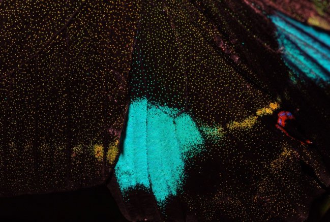 Cánh của một loài bướm ở Rừng Quốc gia Xuân Sơn, tỉnh Phủ Thọ như một bức tranh tuyệt đẹp