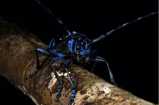 Màu xanh ánh kim lạ thường của loài xén tóc ở Khu bảo tồn thiên nhiên Sao La