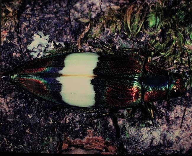 Chú bọ đá đầy màu sắc này được Saulo Bambi chụp tại Vườn quốc gia Tam Đảo, Vĩnh Phúc.