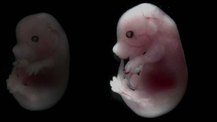 Tranh cãi đạo đức khi Nhật Bản cho phép tạo phôi thai lai người và chuột