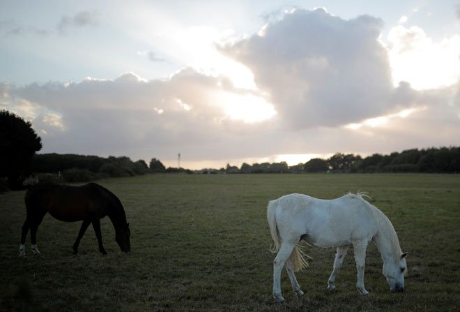 Ngựa ăn cỏ trên cánh đồng ở Vertou gần Nantes, Pháp vào ngày 21/8.