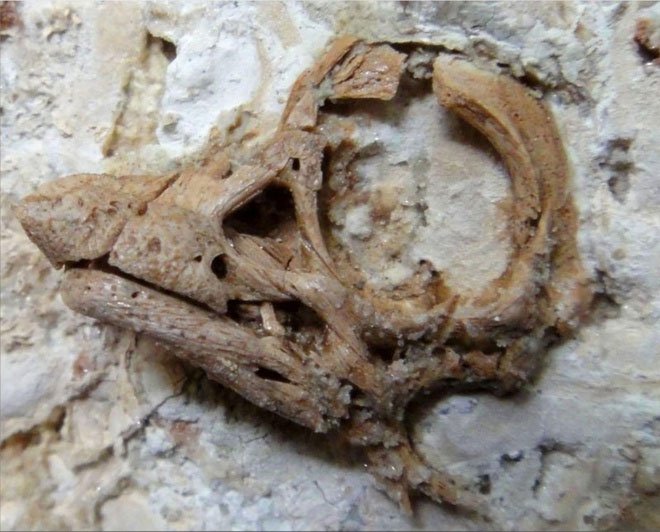 Hóa thạch hộp sọ phôi thai khủng long được bảo quản tốt được khai quật ở vùng Patagonia, Argentina.