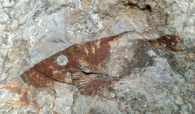 Hóa thạch loài cá cổ đại chưa từng được thấy từ trước tới nay tại tỉnh Banteay Meanchey, phía tây Campuchia.