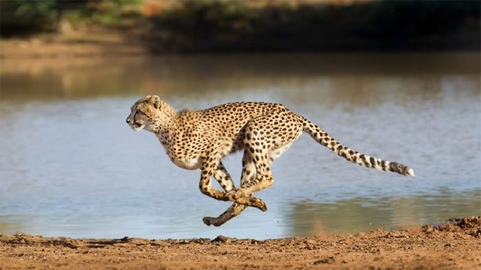 Giá một con báo đốm Cheetah.