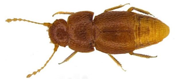 Loài bọ hung được mang tên Greta Thunberg.
