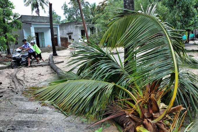 Một cây dừa tại thôn 1, xã Xuân Hải, thị xã Sông Cầu, Phú Yên bị gió quật ngã trên đường vào trung tâm xã.