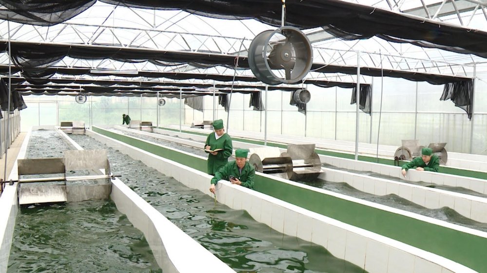 Bể nuôi tảo xoắn Spirulina của Học viện Nông nghiệp, Học viện đã chuyển giao quy trình nghiên cứu và sản phẩm này cho một số công ty trong nước. Ảnh: VTC.