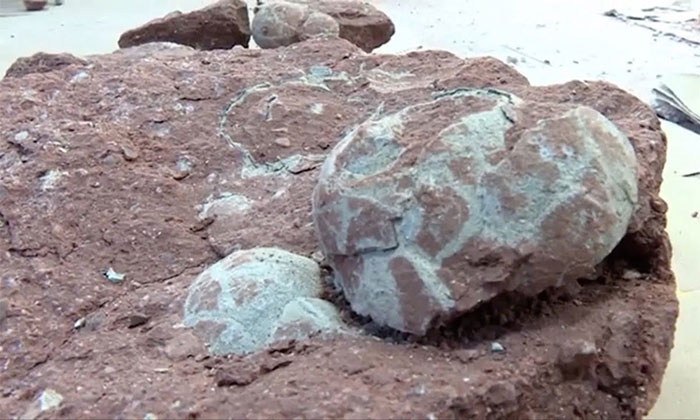 Hóa thạch trứng khủng long nằm sát nhau dưới lòng đất.
