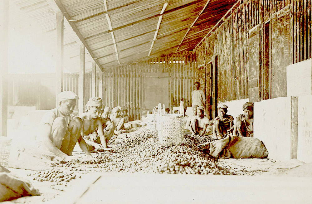 Người dân Banda chế biến hạt nhục đậu khấu (năm 1899 – 1900). Ảnh: Đại học Amsterdam.